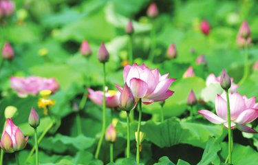 走啊，信阳郝堂看荷花去